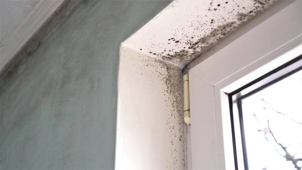 Best Crawl Space Mold Remediation  in Cresco, IA