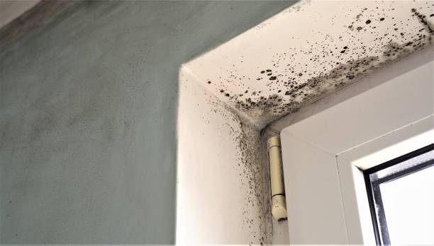 Best Post-Remediation Verification Testing  in Cresco, IA
