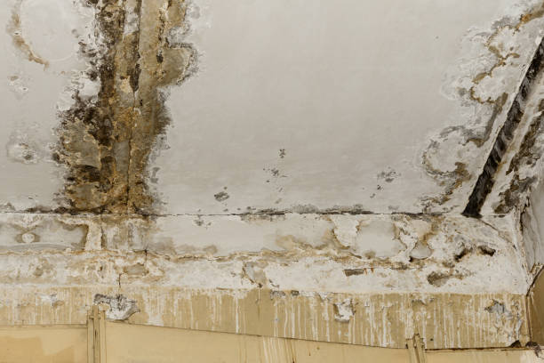 Mold Odor Removal Services in Cresco, IA