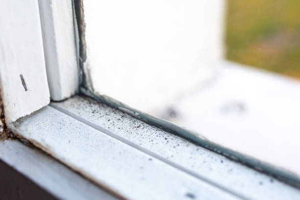 Best Industrial Mold Remediation  in Cresco, IA