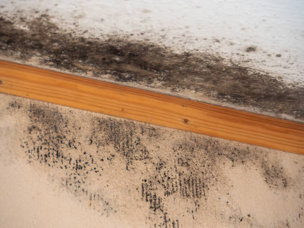 Best Airborne Mold Testing  in Cresco, IA