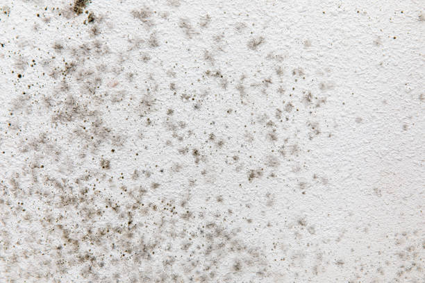 Best HVAC Mold Inspection and Cleaning  in Cresco, IA