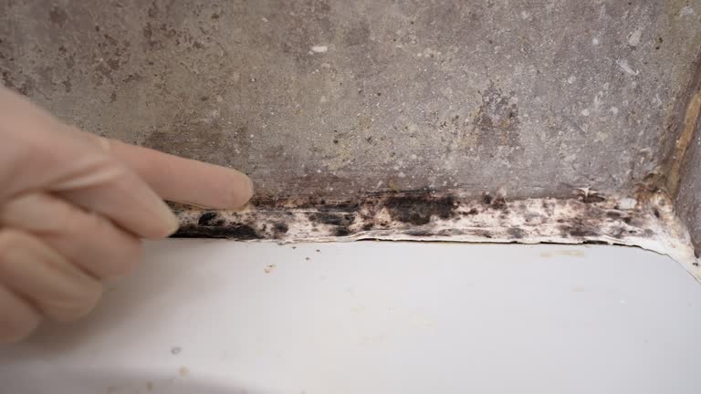 Best Mold Remediation for Healthcare Facilities  in Cresco, IA